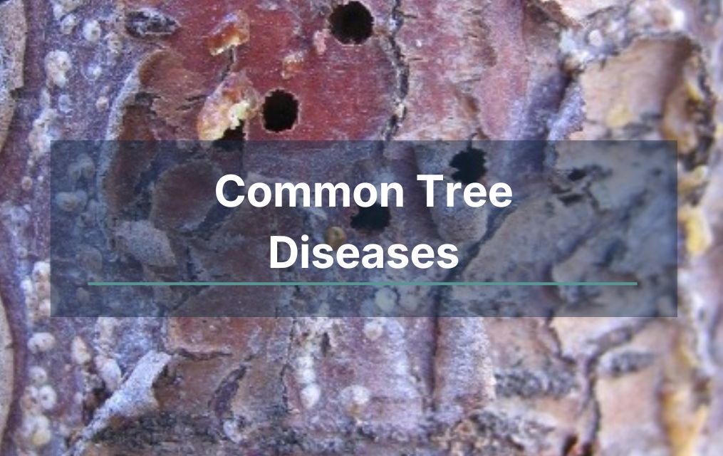 tree diseases
