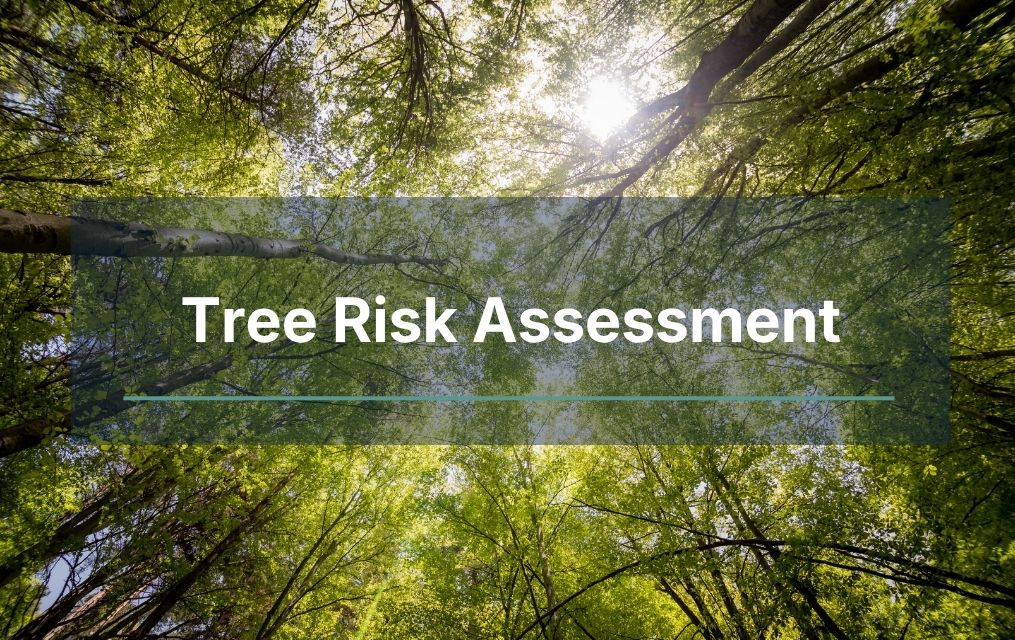 tree risk assessment card