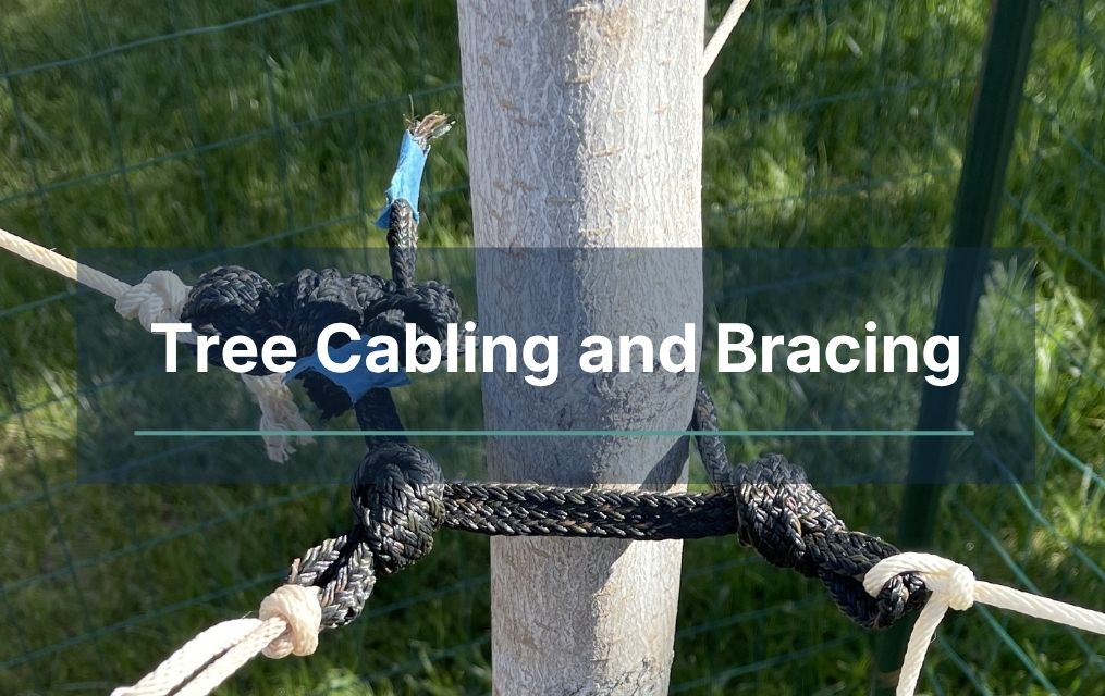 Tree Cabling and Bracing on a tree in new Mexico