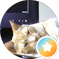 Cristian Bologa Profile Image